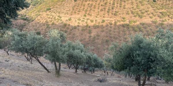 Terreno en calle los Verdiales