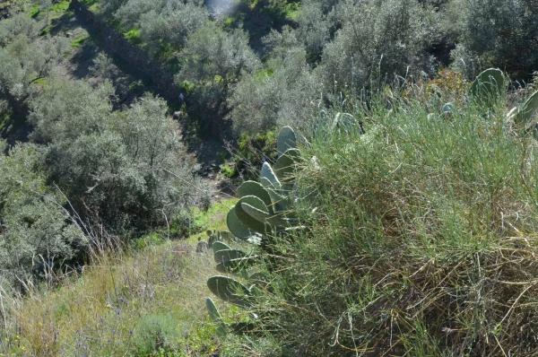 Terreno en Diseminado Esparraguera s/n