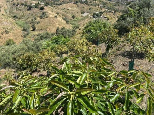 Terreno en Diseminado Diseminados