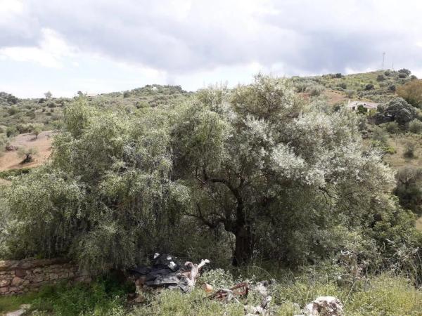 Terreno en calle Medico, 4