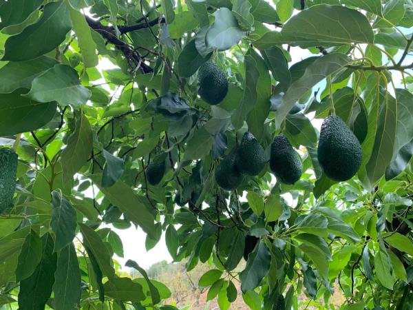 Terreno en carril de la Charata, km 1