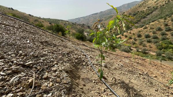 Terreno en carril de la Charata, km 1