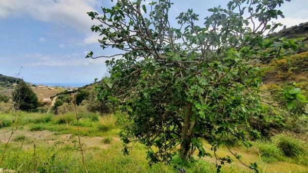 Terreno en Diseminado Diseminados
