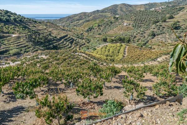 Terreno en camino de la Cruz