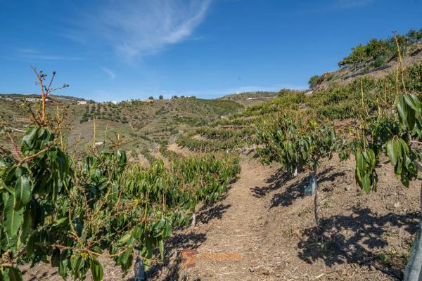 Terreno en camino de la Cruz