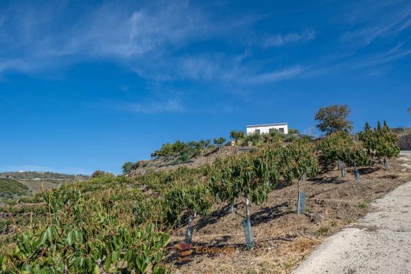 Terreno en camino de la Cruz
