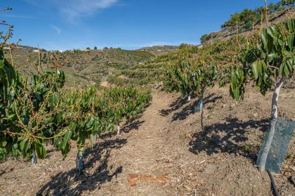 Terreno en camino de la Cruz