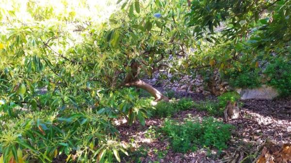 Terreno en Frigiliana