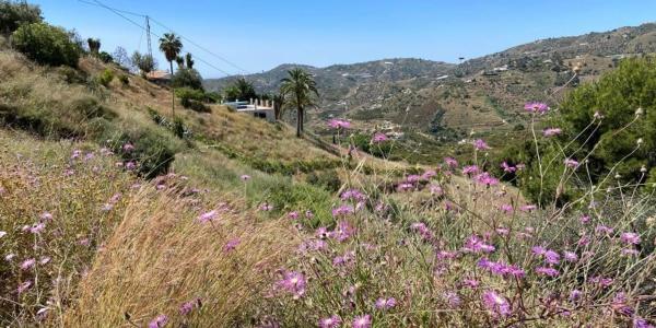 Terreno en camino de la Cruz