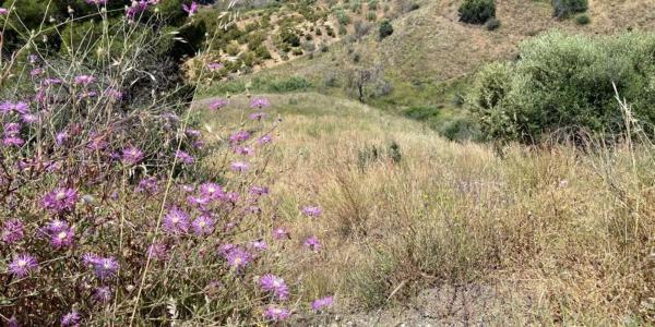 Terreno en camino de la Cruz