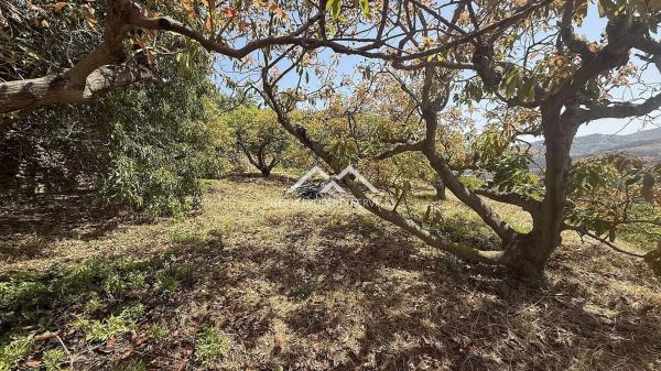 Terreno en Frigiliana