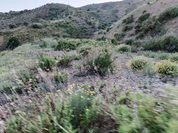 Terreno en Moclinejo