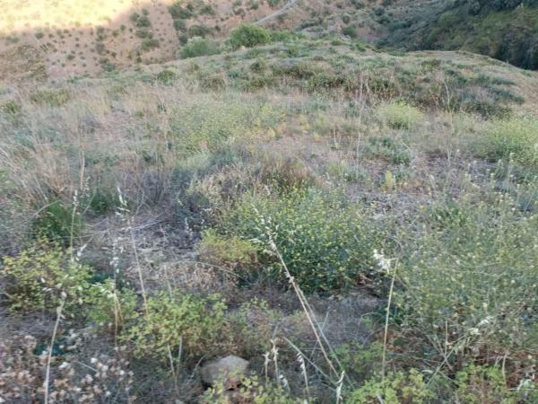 Terreno en Moclinejo