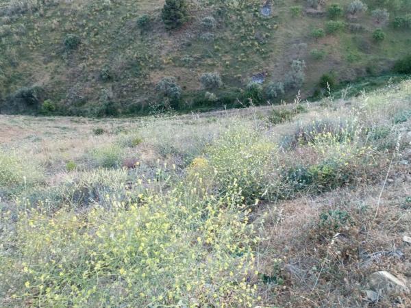 Terreno en Moclinejo