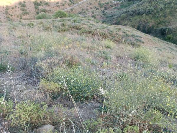 Terreno en Moclinejo