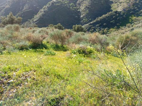 Terreno en Moclinejo