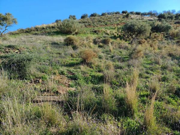 Terreno en Moclinejo