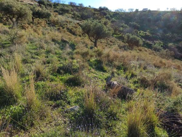 Terreno en Moclinejo