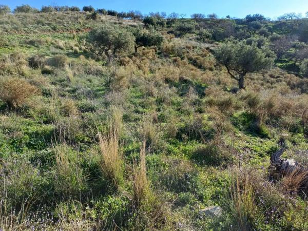 Terreno en Moclinejo