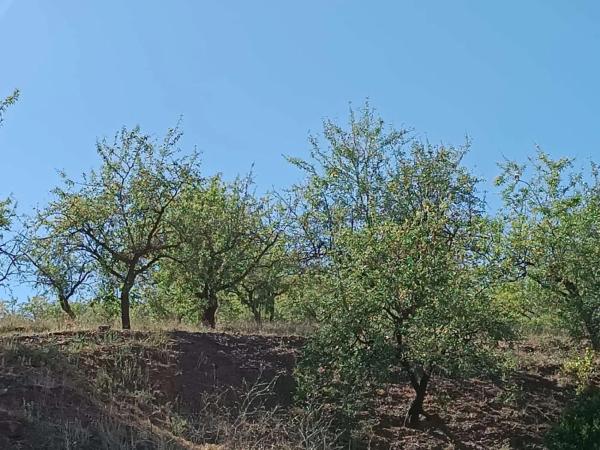 Terreno en Moclinejo