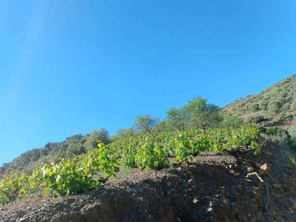 Terreno en Moclinejo