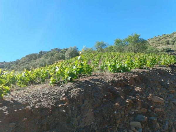 Terreno en Moclinejo