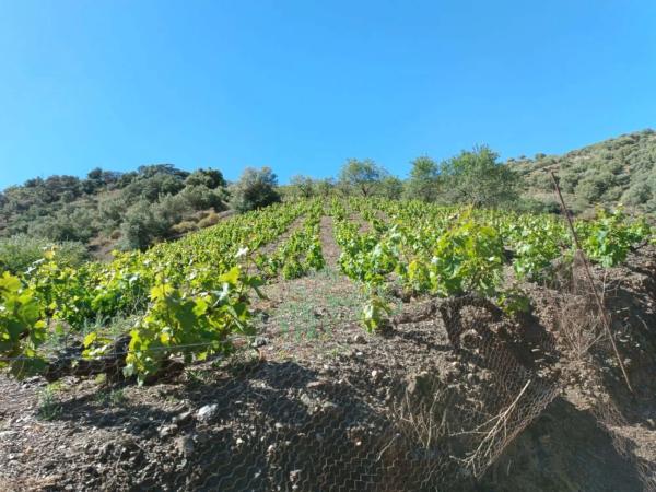 Terreno en Moclinejo