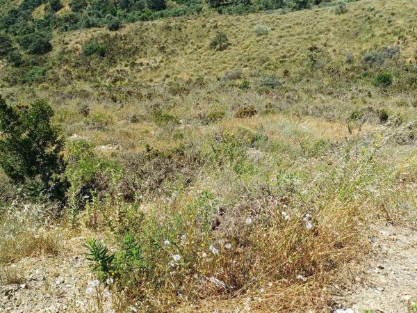 Terreno en Moclinejo