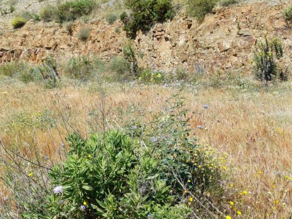 Terreno en Moclinejo