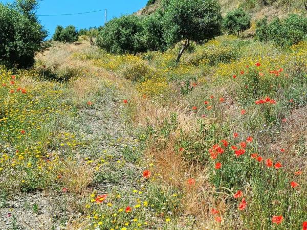 Terreno en Moclinejo