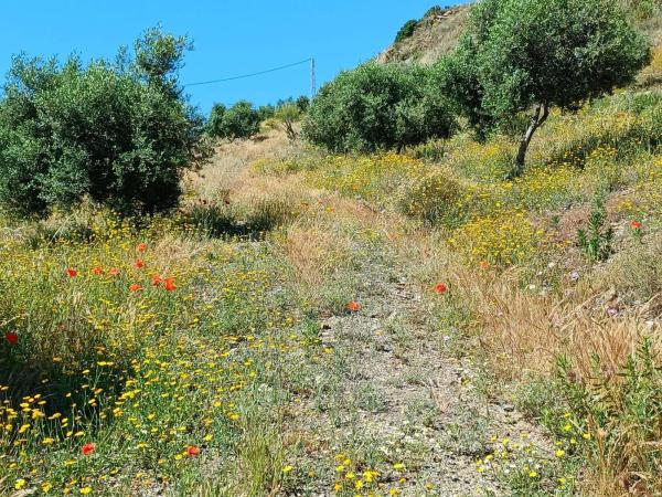 Terreno en Moclinejo