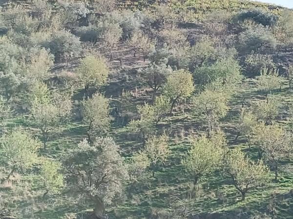 Terreno en Moclinejo