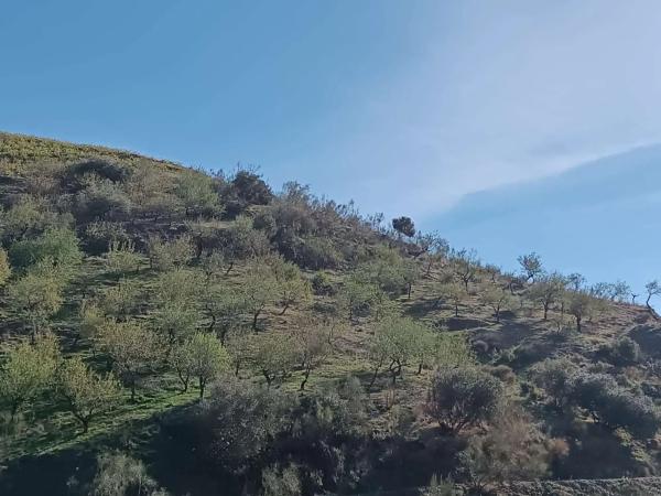 Terreno en Moclinejo