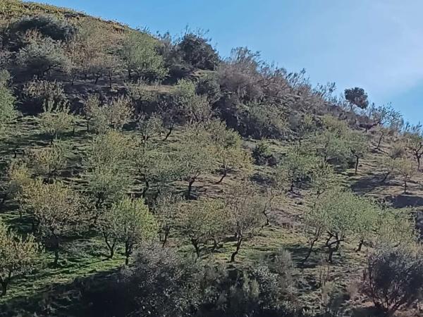 Terreno en Moclinejo