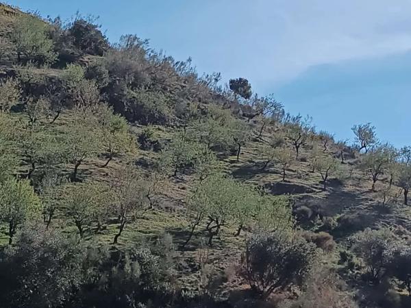 Terreno en Moclinejo