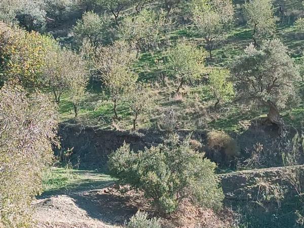 Terreno en Moclinejo