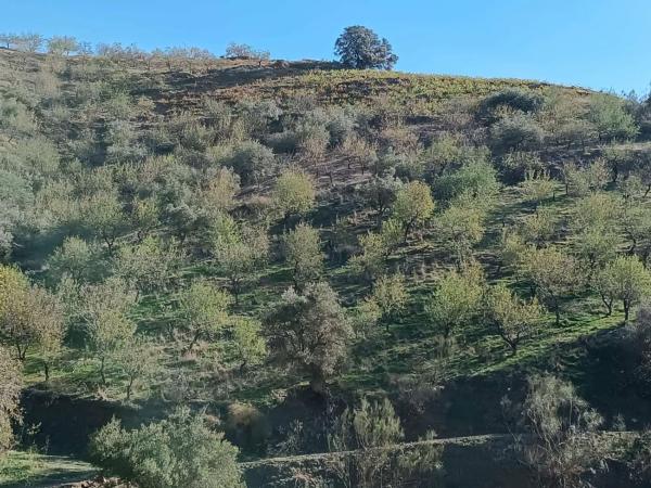 Terreno en Moclinejo