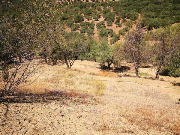 Terreno en Periana