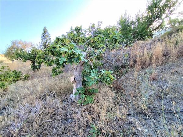 Terreno en Cortijo Trigueros