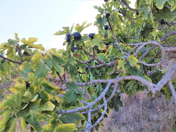 Terreno en Cortijo Trigueros