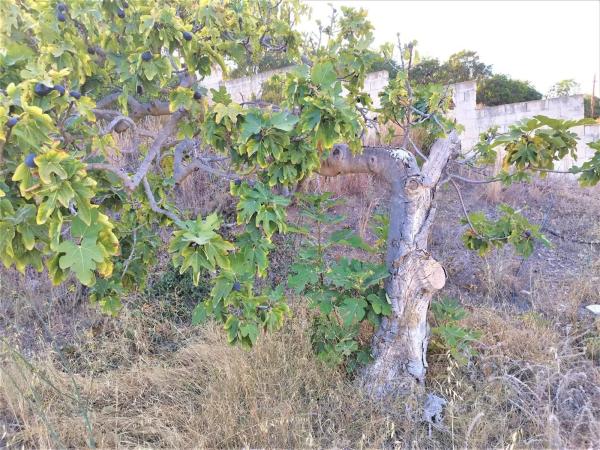 Terreno en Cortijo Trigueros