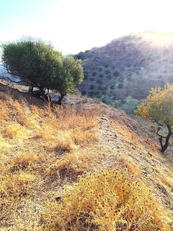 Terreno en carretera de Macharaviaya, El Lagar Alto s/n