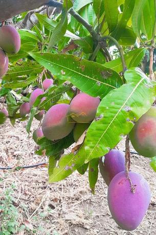 Terreno en Torrox Pueblo