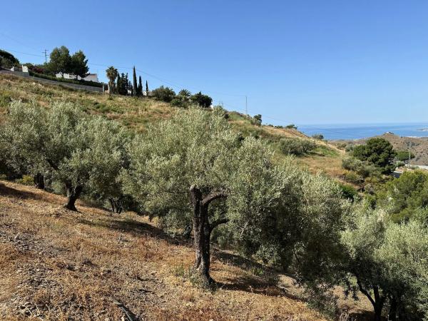 Terreno en Diseminado Pago Montealegre