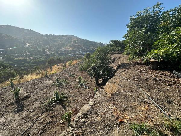 Terreno en Diseminado Pago Alcahuete