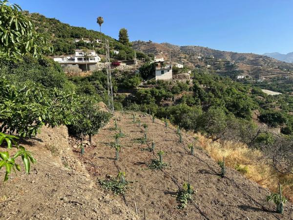 Terreno en Diseminado Pago Alcahuete