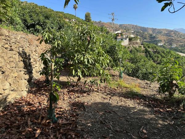 Terreno en Diseminado Pago Alcahuete