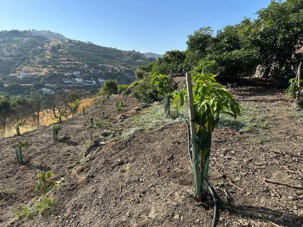 Terreno en Diseminado Pago Alcahuete