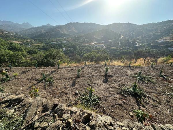 Terreno en Diseminado Pago Alcahuete