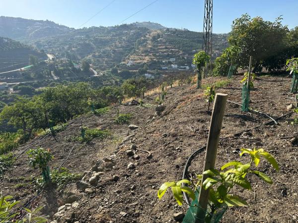 Terreno en Diseminado Pago Alcahuete